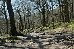 Padley gorge trees