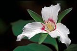 Trillium undulatum flowering in the Appalachian Mountains in western Virginia USA