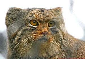 Pallas Cat