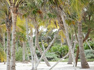 PalmTreesWhiteSandPlayadelCarmen