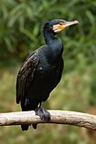 Phalacrocorax carbo Vic.jpg