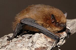 Pipistrellus pygmaeus01.jpg