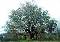 Quercus alba.jpg