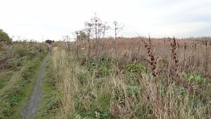 Rainham Marshes LNR 5.JPG