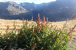 Rumex salicifolius kz01.jpg