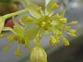 Sassafras Flowers 4-24-2014