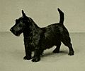 Scottish Terrier Sire