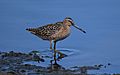 Short-billed dowitcher