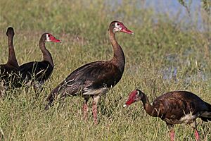 Spur-winged goose (Plectropterus gambensis).jpg