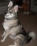 Standard Alaskan Klee Kai