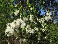 Swamp Paperbark flower (6256975559)