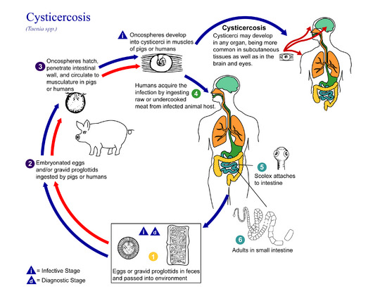 Taenia solium Life cycle (02)