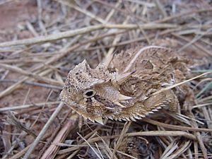 TexasHornedLizard.jpg