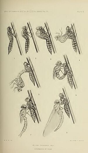 The North American Dragonflies of the Genus Aeshna E M Walker - Plate 5