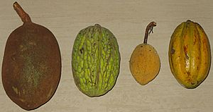 Theobroma fruits