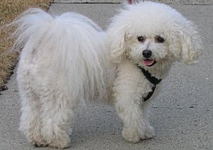 Toby the Bichon Frisé