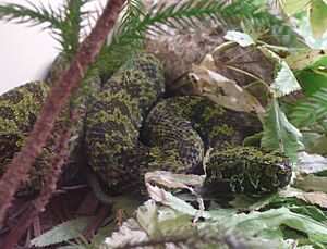 Trimeresurus mangshanensis