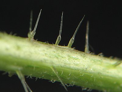 Urtica dioica stinging hair