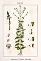 Verbena officinalis Sturm22