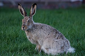 White tailed jackrabbit 20140530.jpg