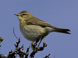 Willow warbler UK09