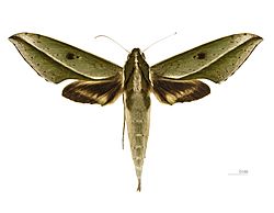 Xylophanes amadis MHNT dos.jpg