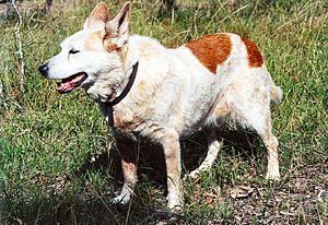 17 year old ACD Ruby