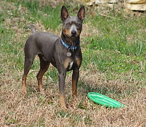 AHT frisbee