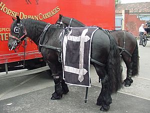 Aa belgian black stallions