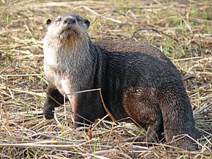 Aonyx capensis, male, Shamvura.jpg