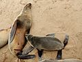 Arctocephalus pusillus 3 - Cape fur seal