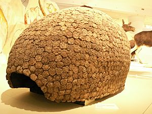 Armour of glyptodon