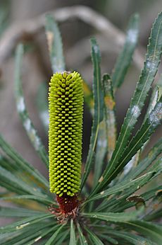 Banksia attenuata gnangarra 08