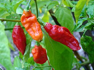 Fresh ghost pepper