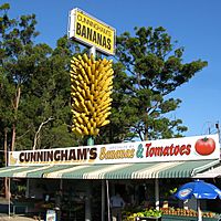 BigBunchOfBananas Sawtell.jpg