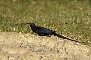 Black-billed Wood-hoopoe (Phoeniculus somaliensis).jpg