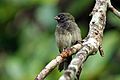 Black-faced grassquit (Tiaris bicolor) male