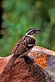 Black-headed Grosbeak Female, Santa Fe