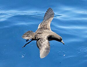 Black Petrel SOARA