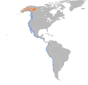 Calidris virgata map.svg