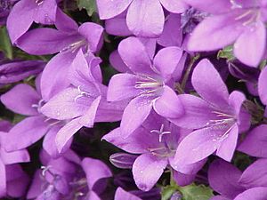 Campanula portenschlagiana0.jpg