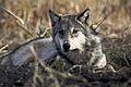 Canis lupus laying in grass