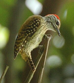 Cardinalwoodpecker, crop