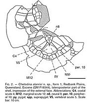 Chelodina alanrixi