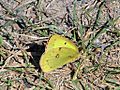 Clouded Sulphur 1, Perth