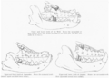 Comparison of Carnivoran and Creodont Carnassials