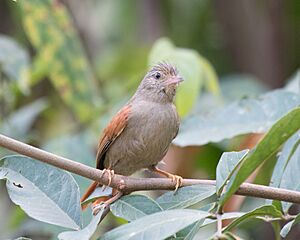 Crested Spinetail.jpg