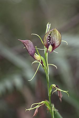 Cryptostylis erecta - Flickr 005