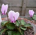 Cyclamen graecum04