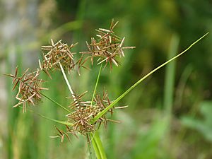 Cyperus rotundus by kadavoor